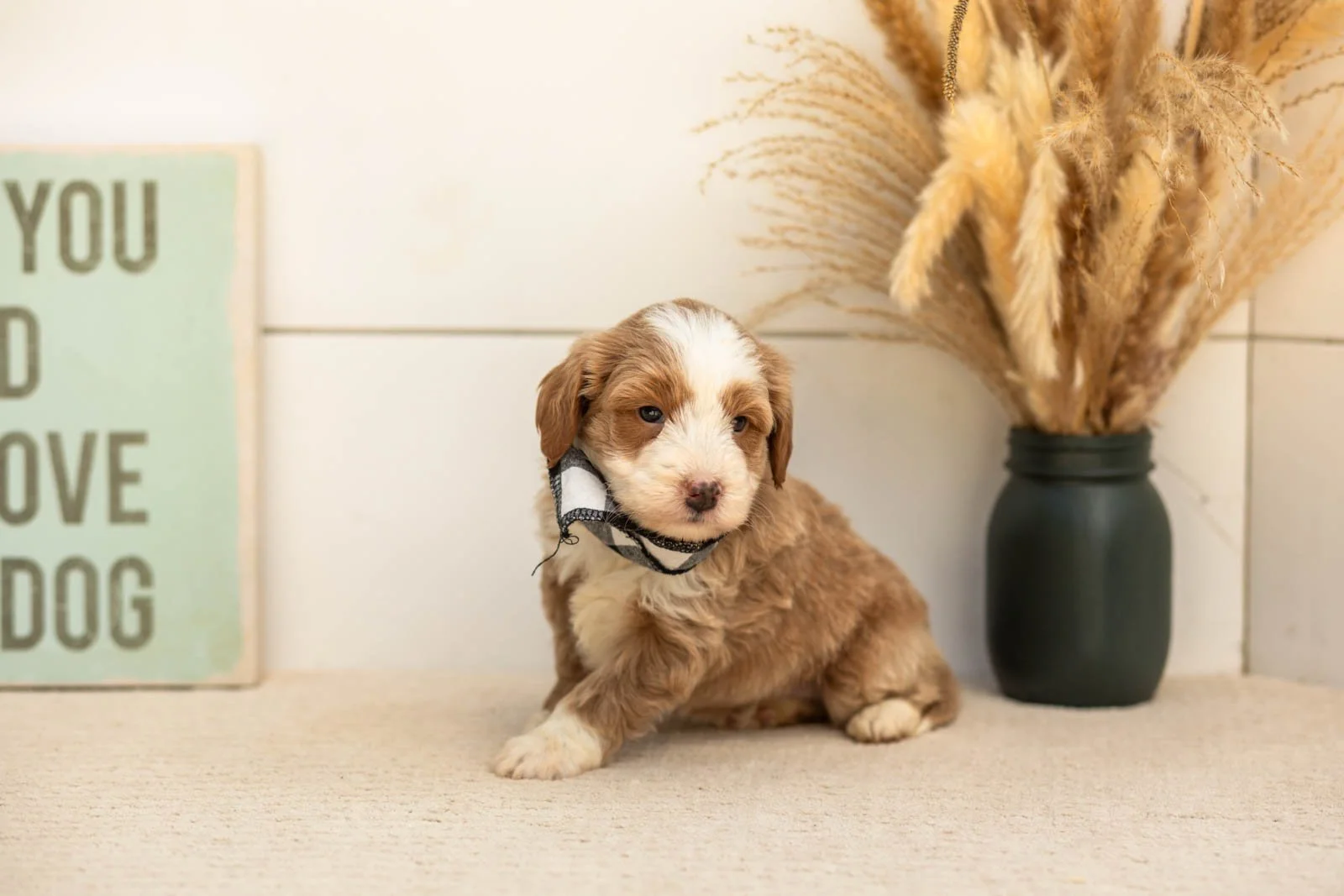 Sparrow goldendoodle for sale(3).jpg