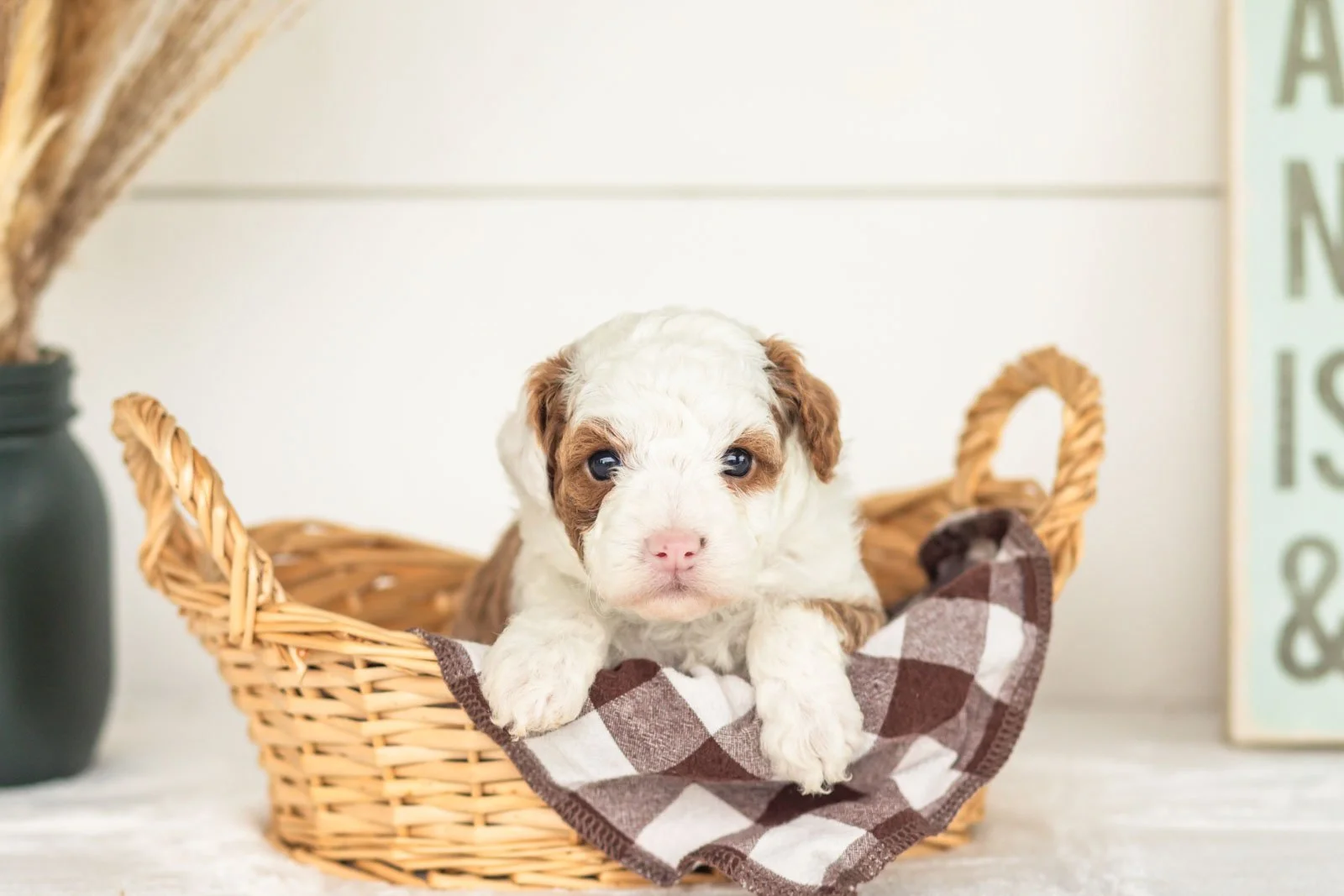 Wonton goldendoodle for sale(1).jpg