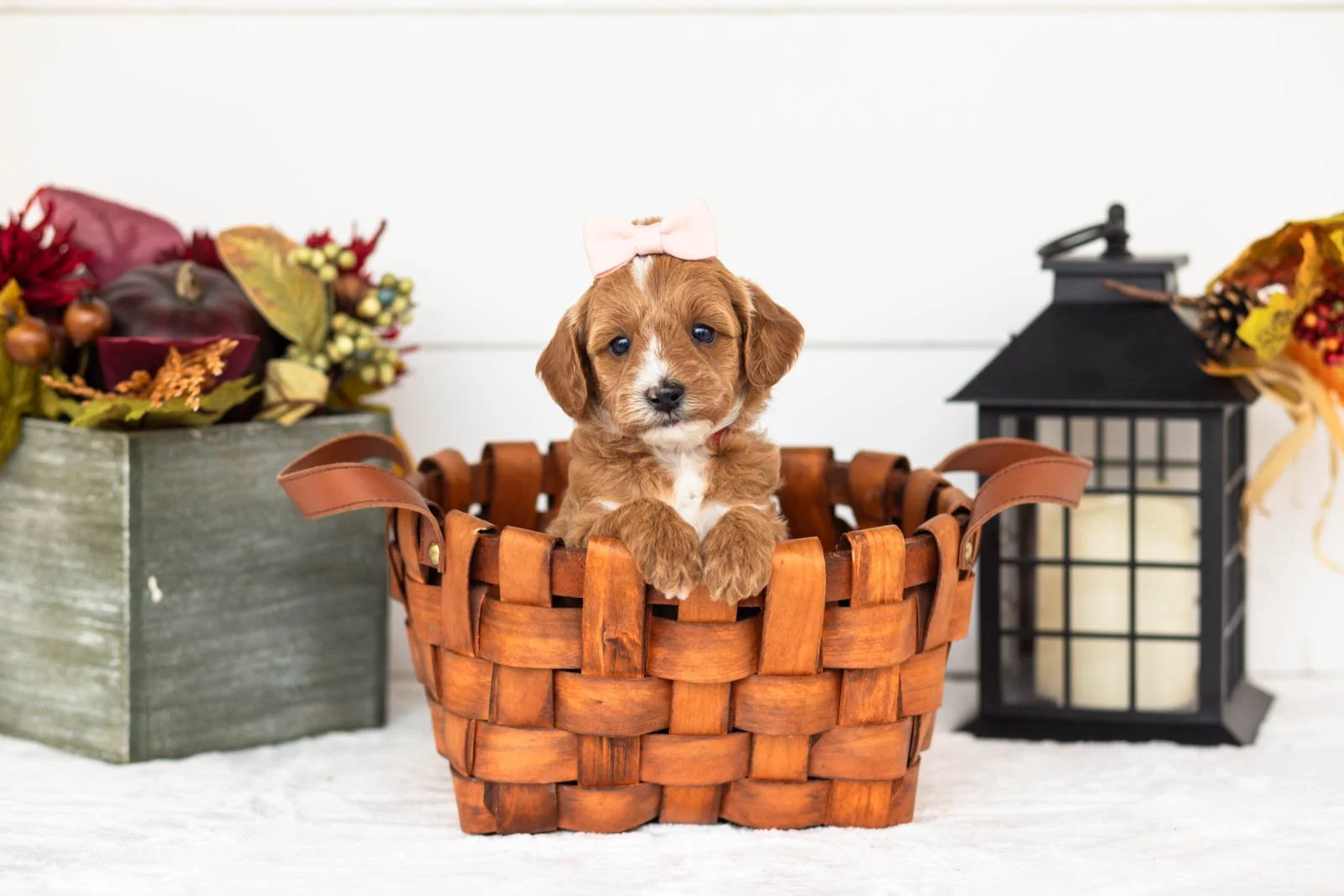 Flicka goldendoodle for sale 1.jpg