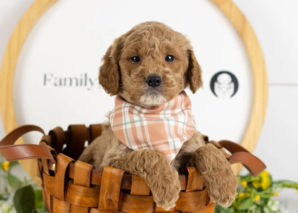 Frosty goldendoodle for sale.jpg