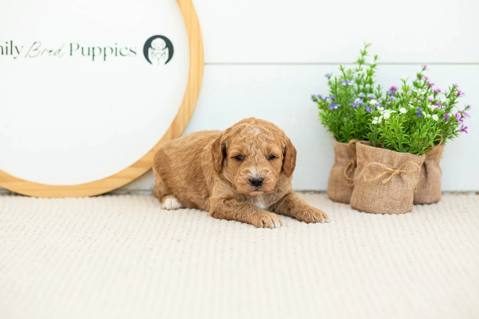 Thunder golendoodle for sale(1).jpg