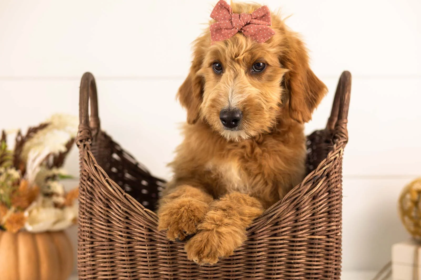 Holly goldendoodle for sale 1.jpg