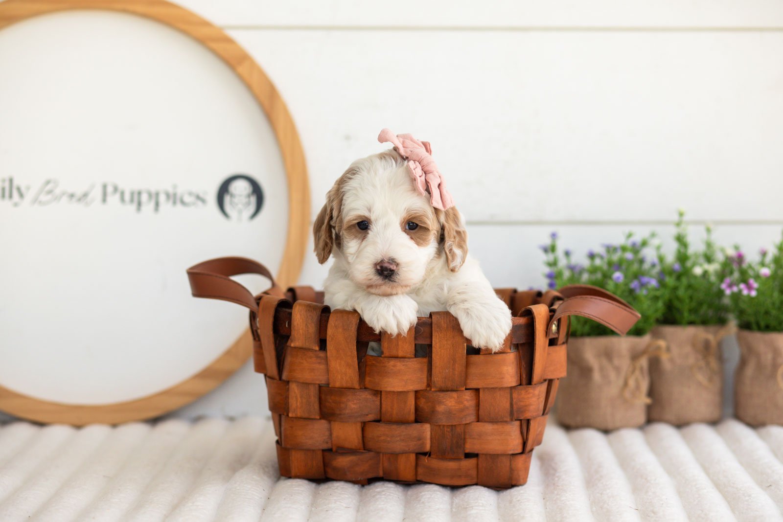 Ann goldendoodle for sale(4).jpg
