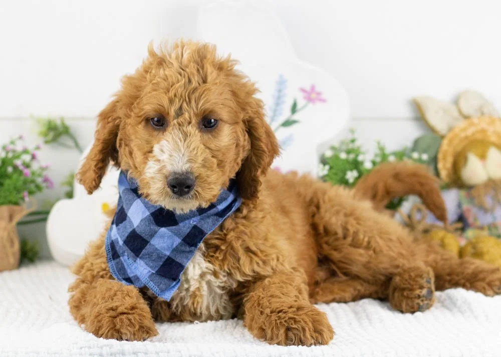 larry goldendoodle for sale.jpg