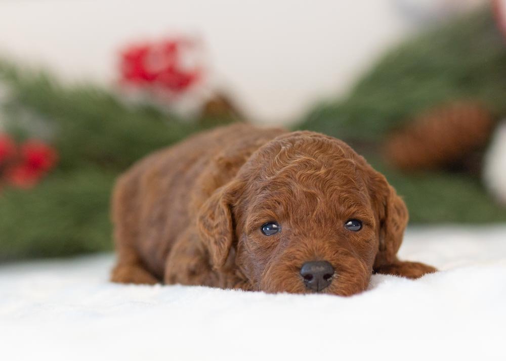 Santa goldendoodle for sale(1).jpg