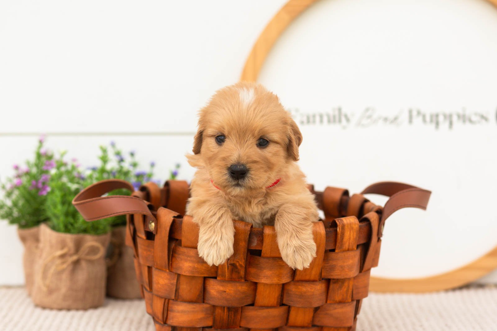 eva goldendoodle for sale(3).jpg