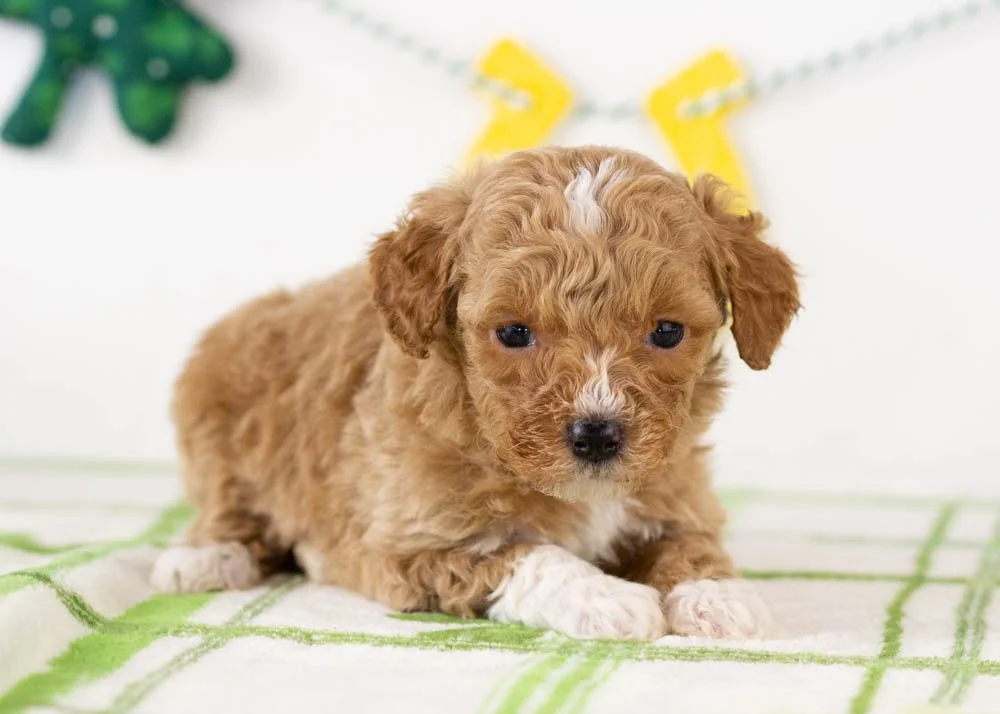 Roger goldendoodle for sale.jpg