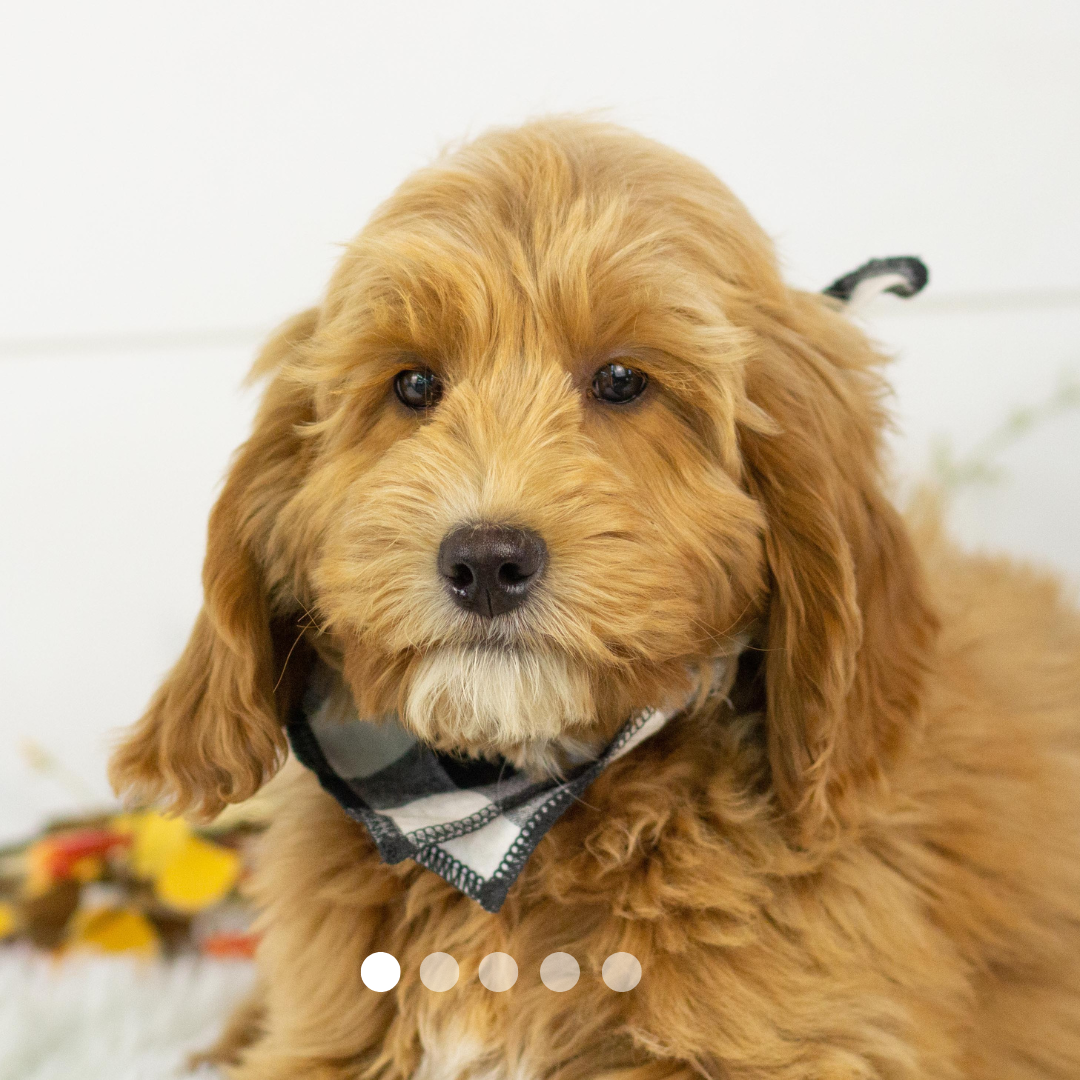 Copy of FBP Design.png