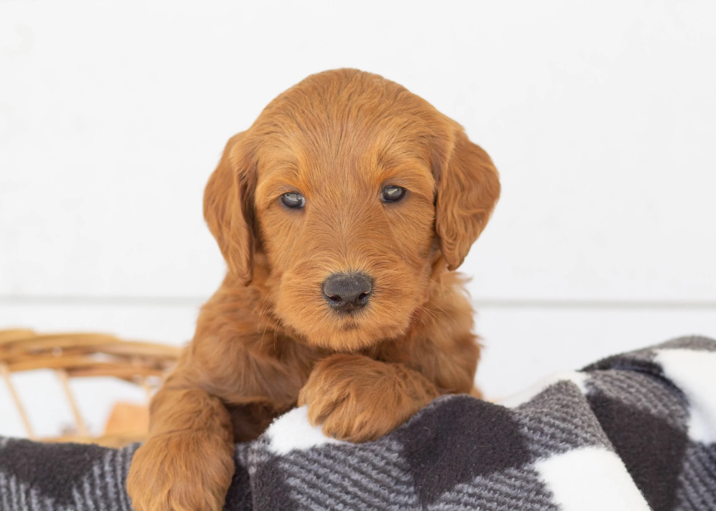 Dino goldendoodle for sale.(3).jpg