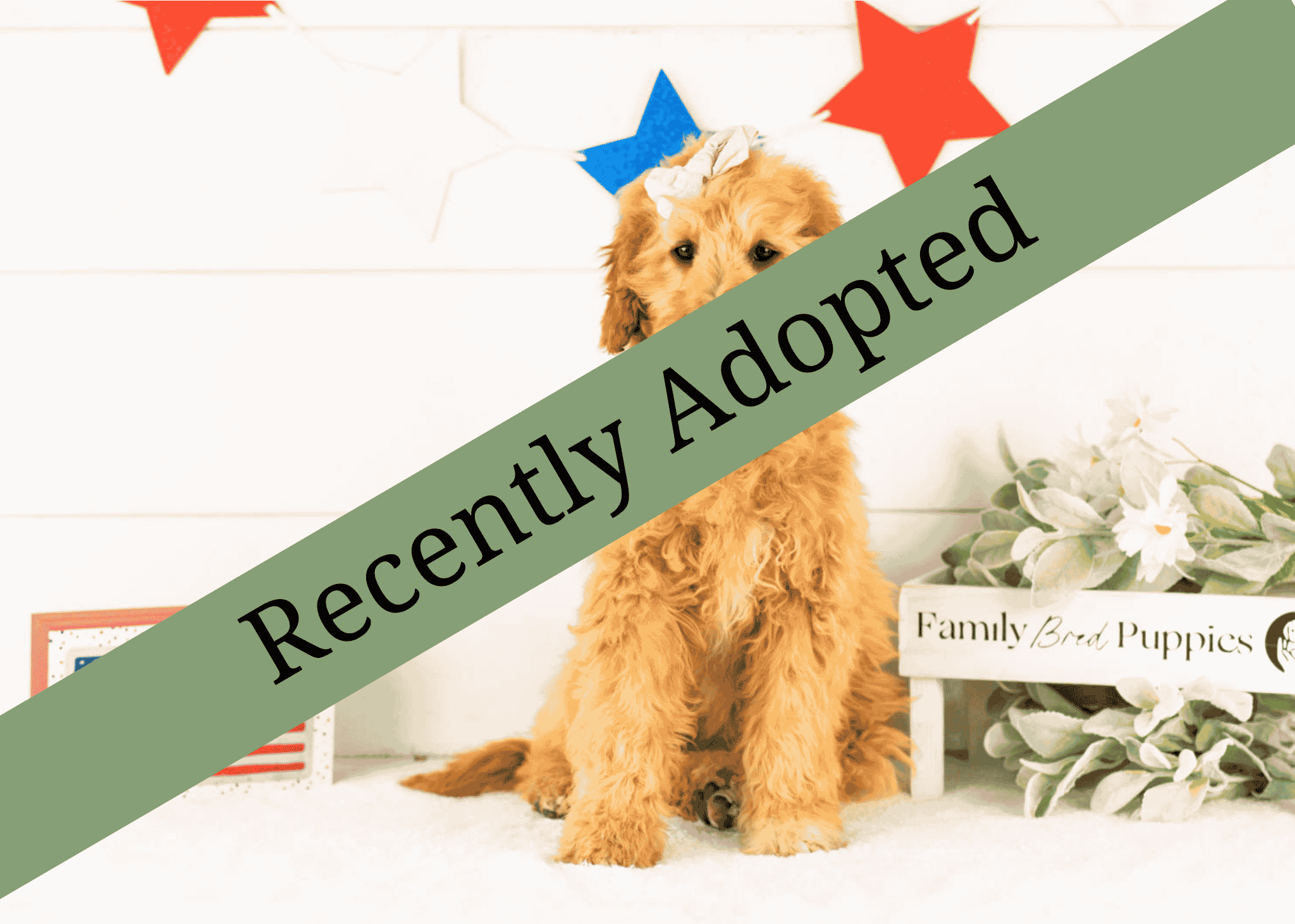 goldendoodle for sale