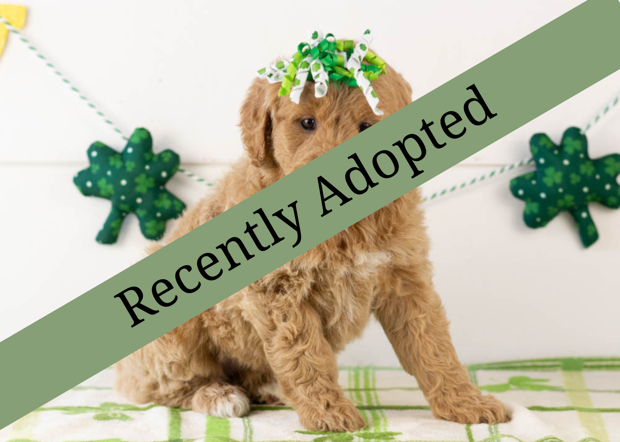 goldendoodle for sale