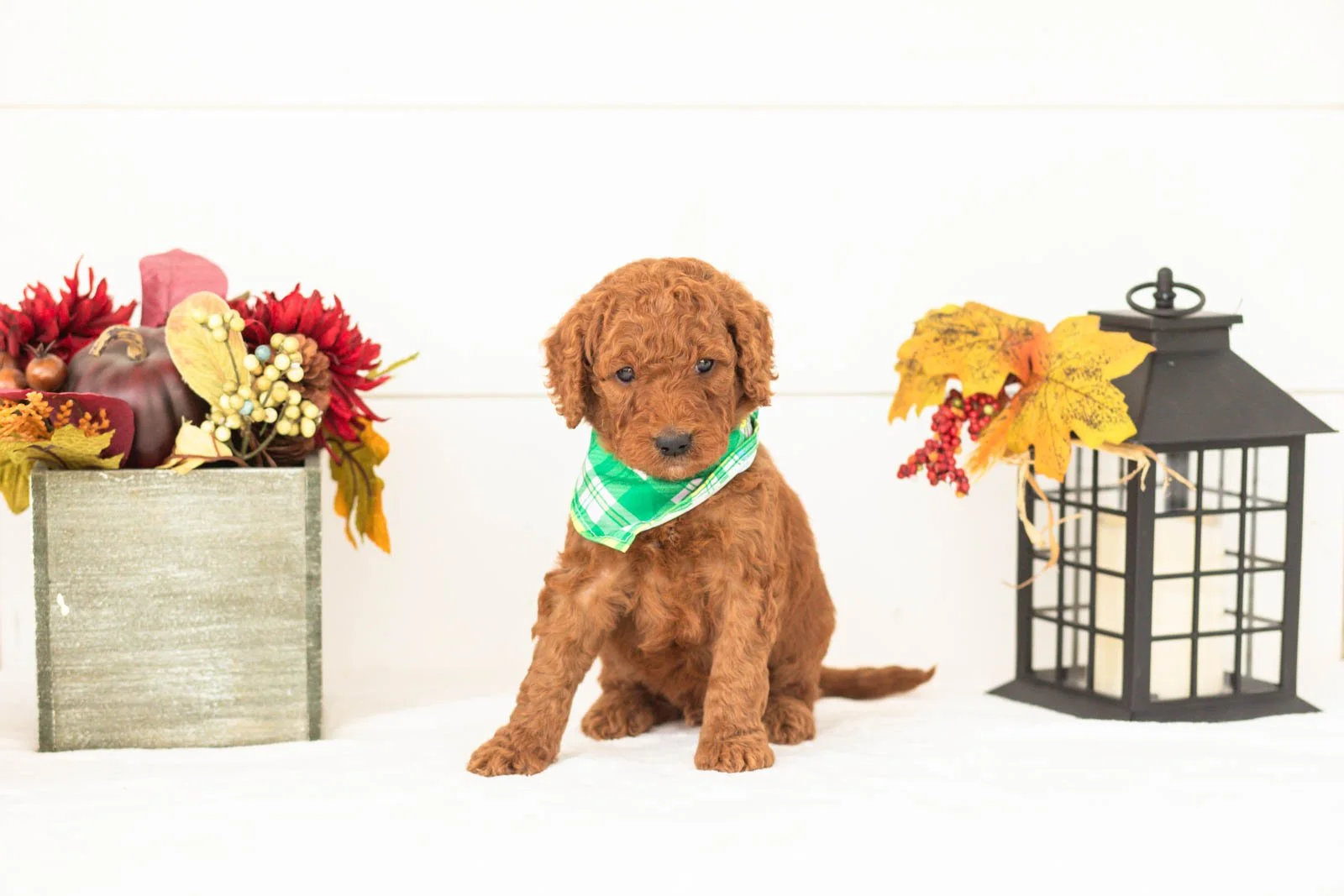 Roo goldendoodle for sale(4).jpg