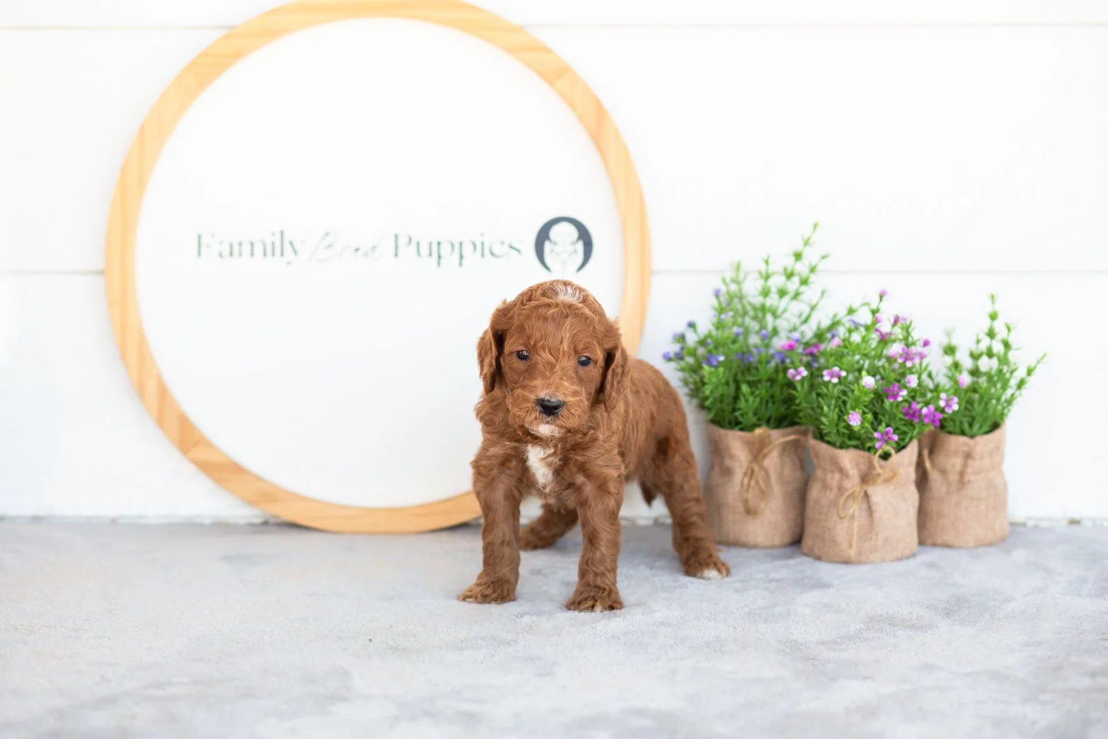 Alex goldendoodle for sale(1).jpg