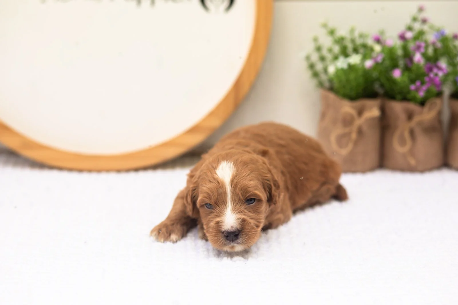 Oakley goldendoodle for sale(2).jpg