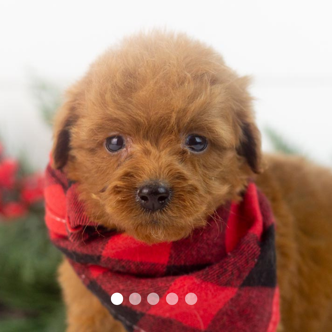 Copy of FBP Design.png