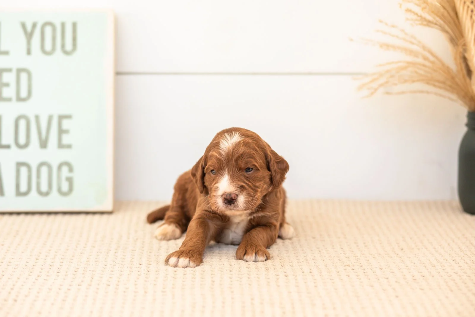 Barney goldendoodle for sale(1).jpg