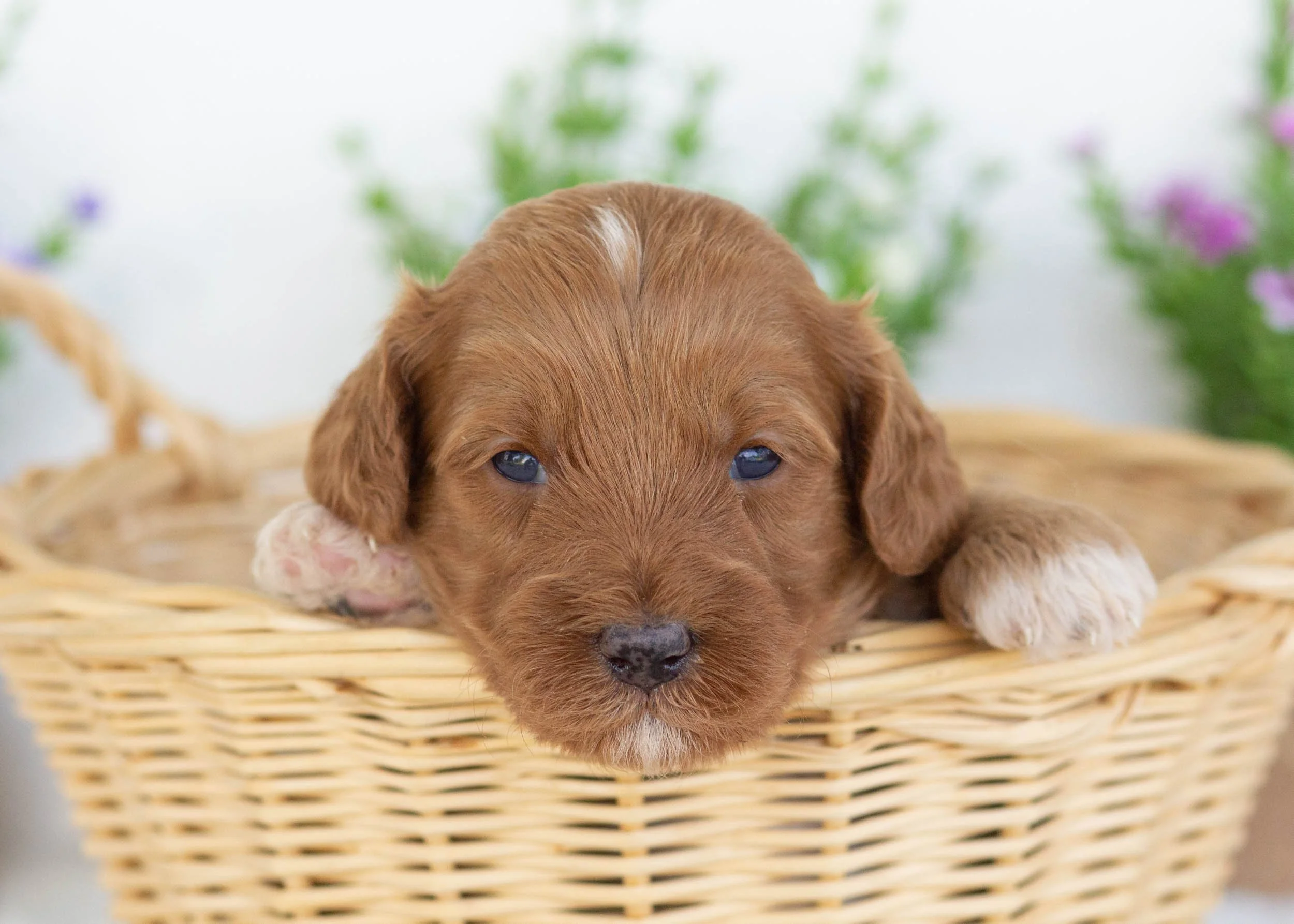 Elephant Ear Goldendoodle for sale(1).jpg