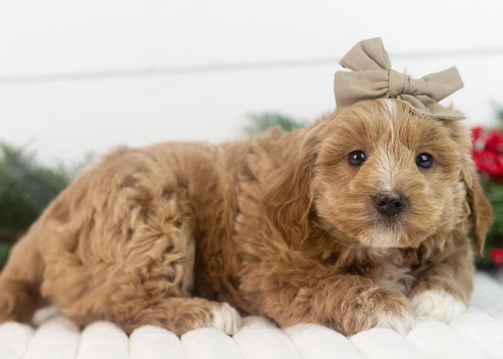 elphaba goldendoodle for sale(2).jpg