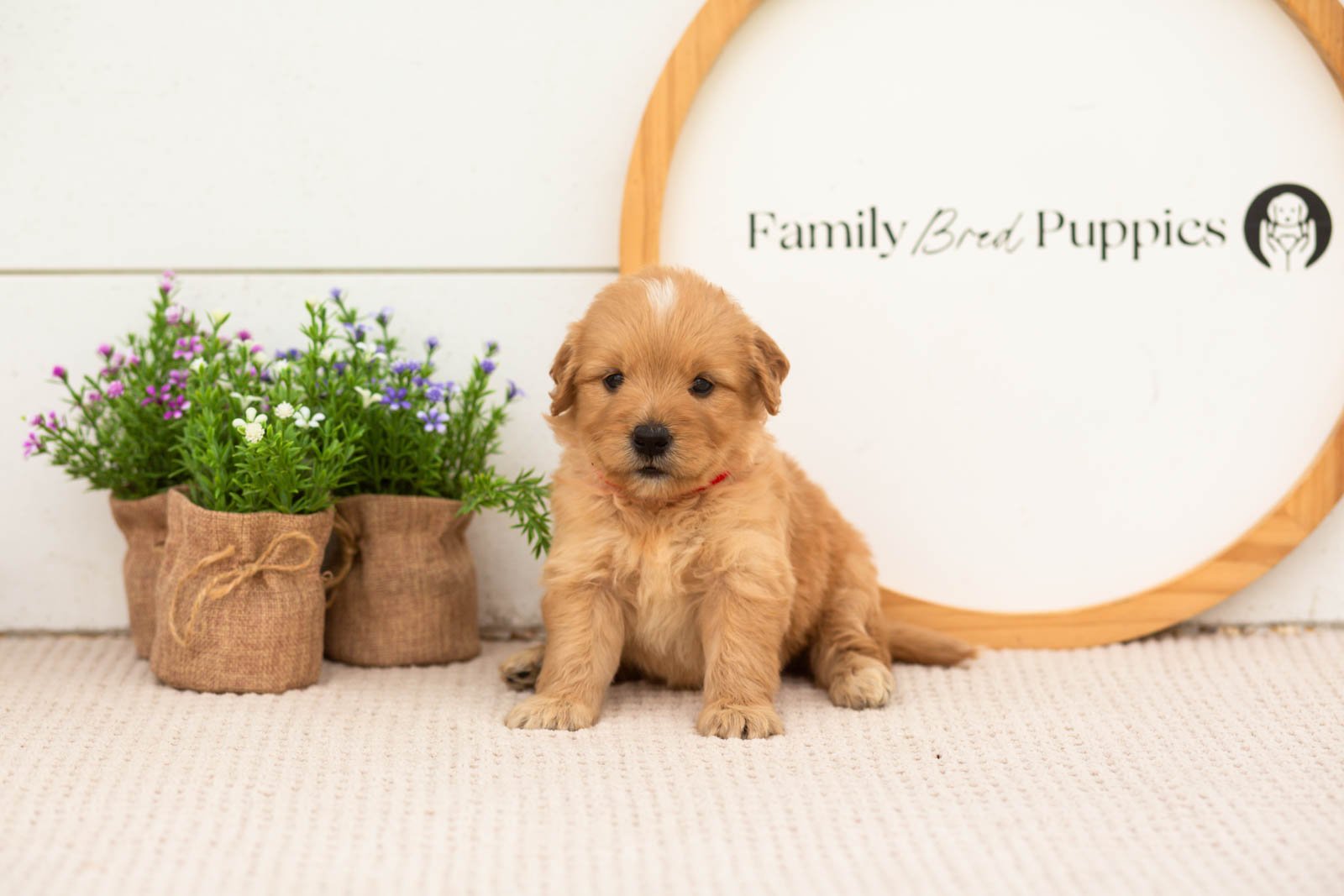 eva goldendoodle for sale(2).jpg