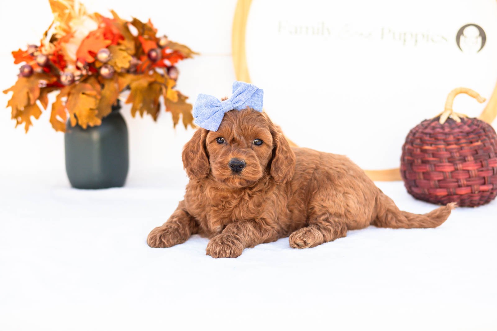 Emma goldendoodle for sale 5.jpg