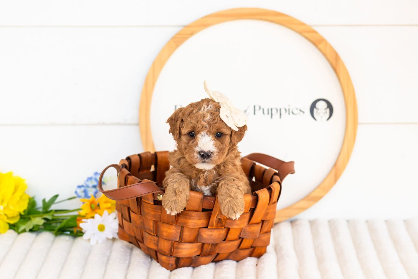 cora goldendoodle for sale(3).jpg