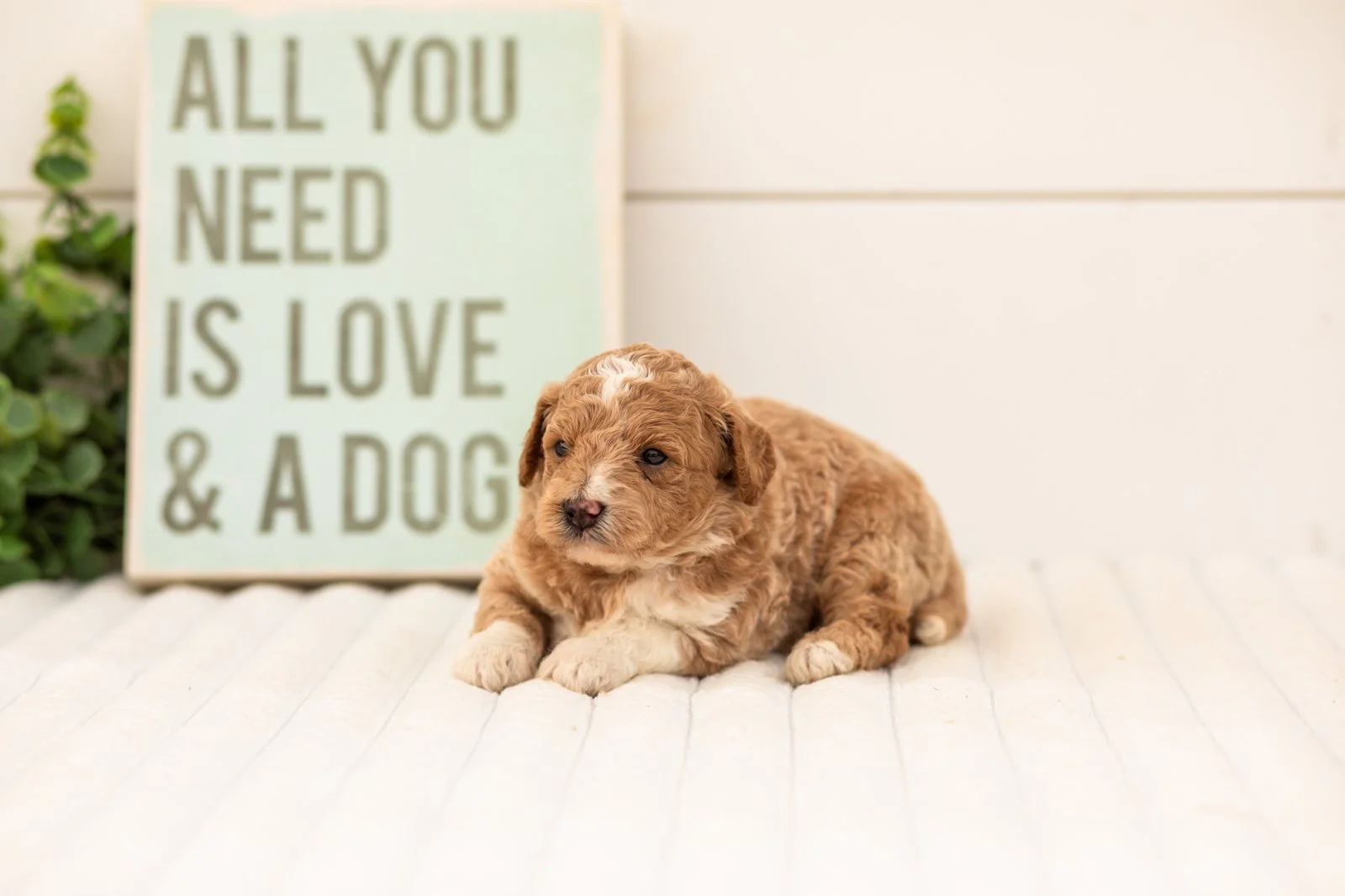 Felix goldendoodle for sale.jpg