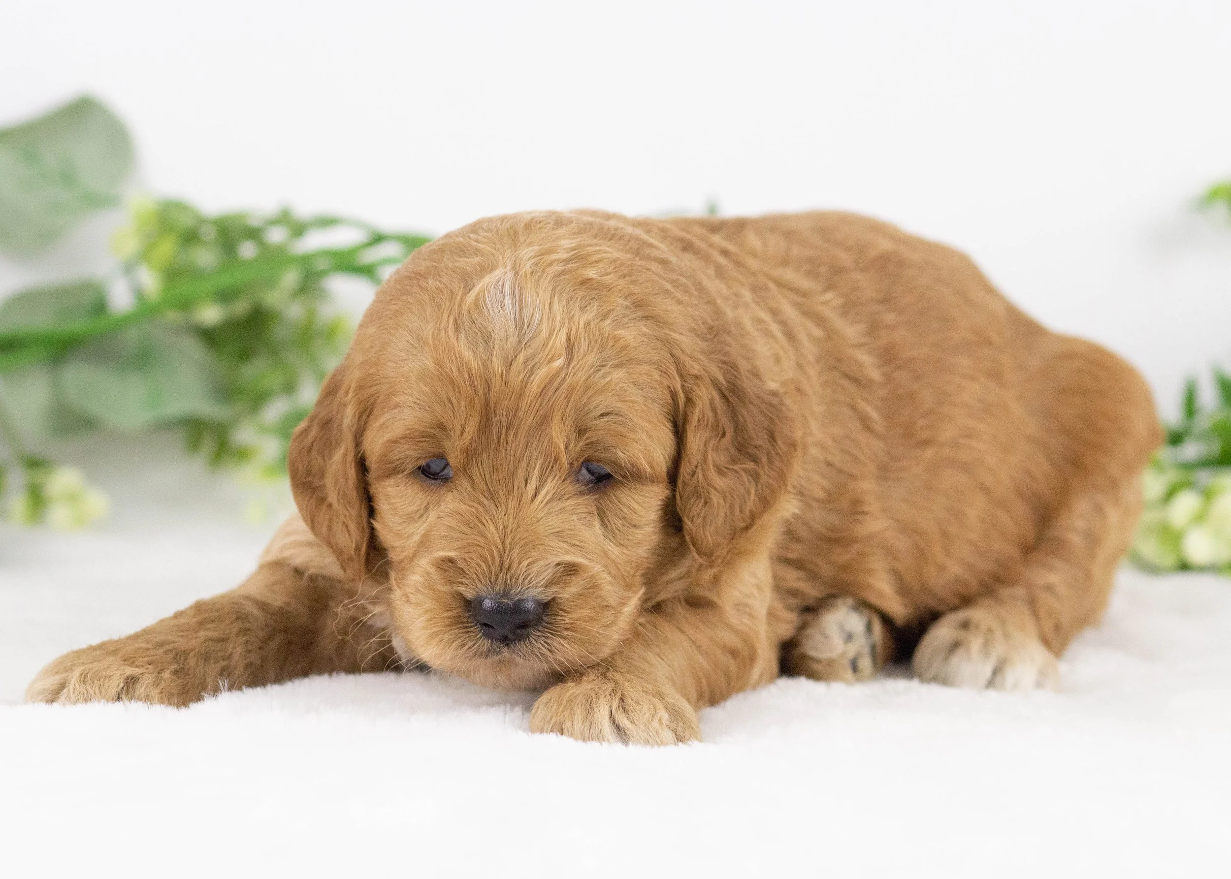koala goldendoodle for sale(2).jpg