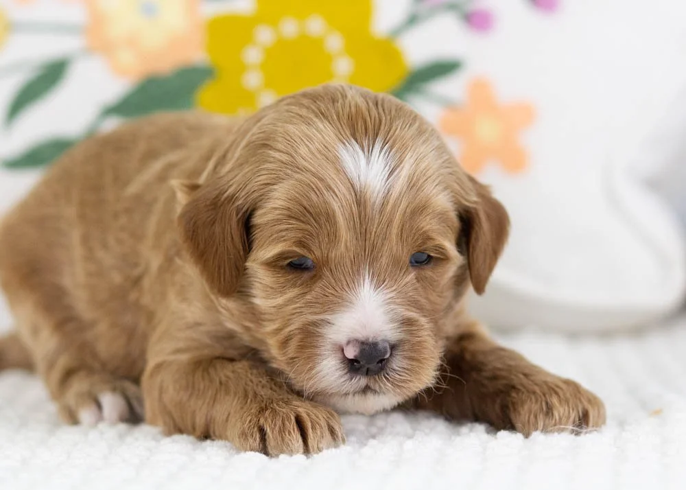 fido goldendoodle for sale(3).jpg