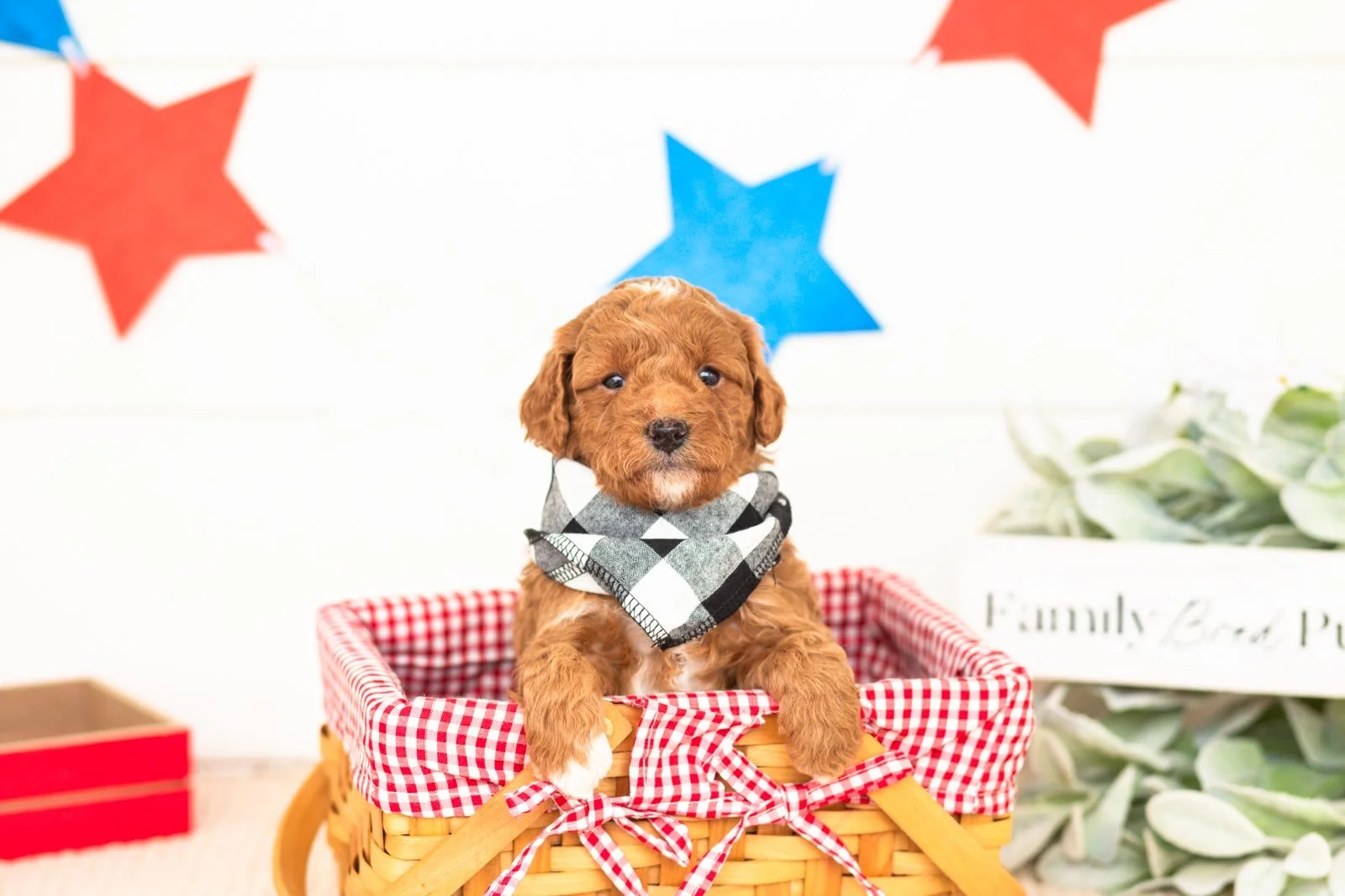 chewie goldendoodle for sale(4).jpg