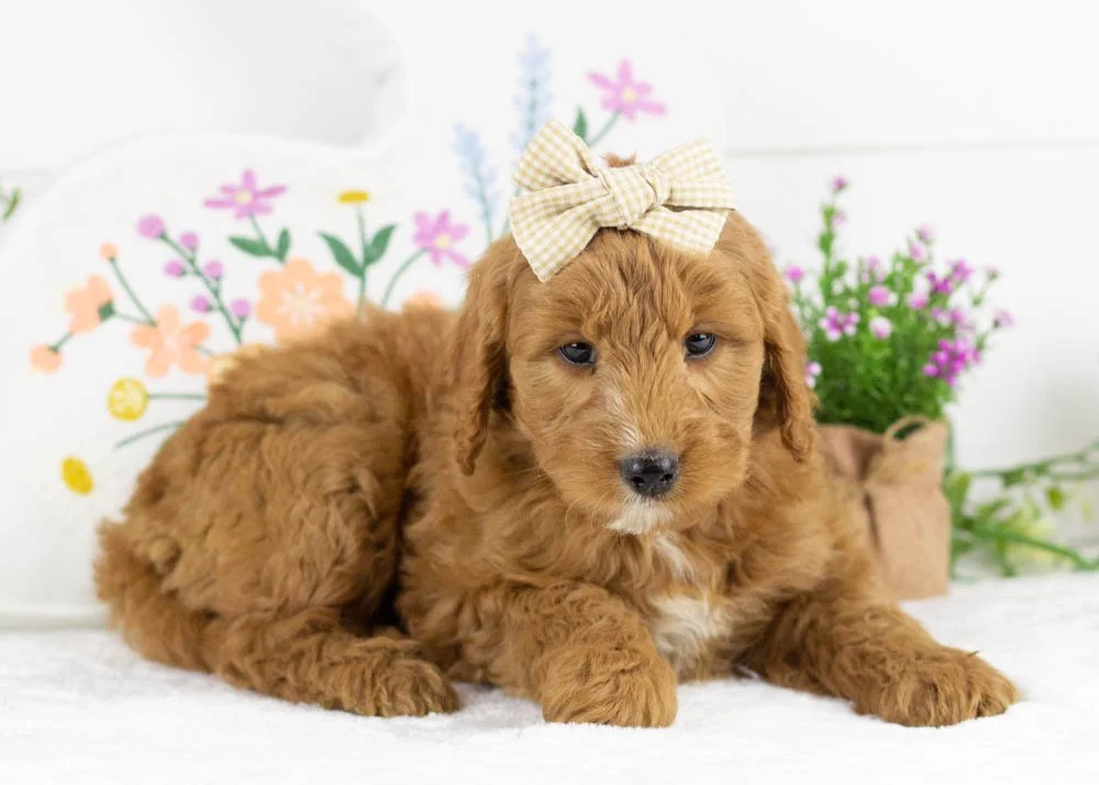 chai goldendoodle for sale.jpg