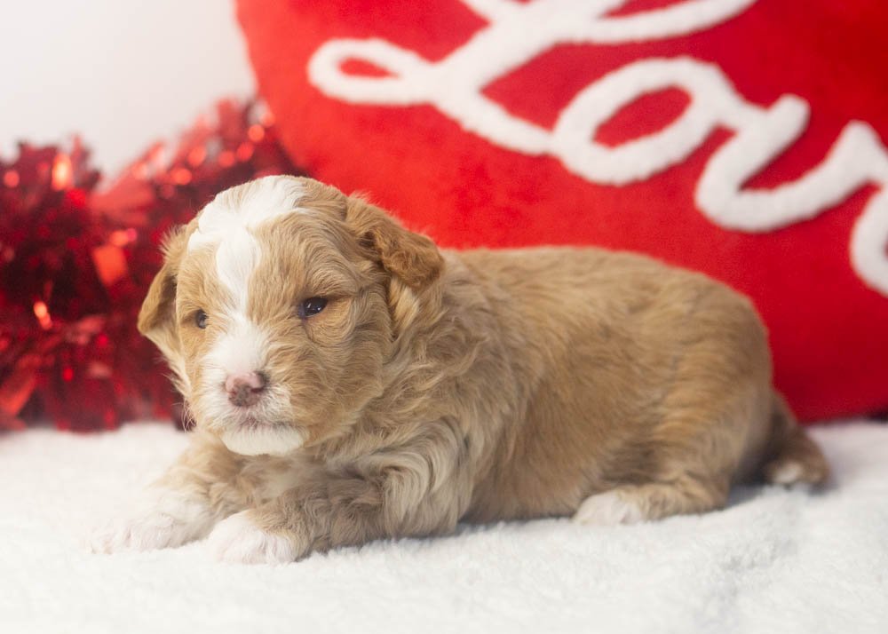 Pascal goldendoodle for sale.jpg