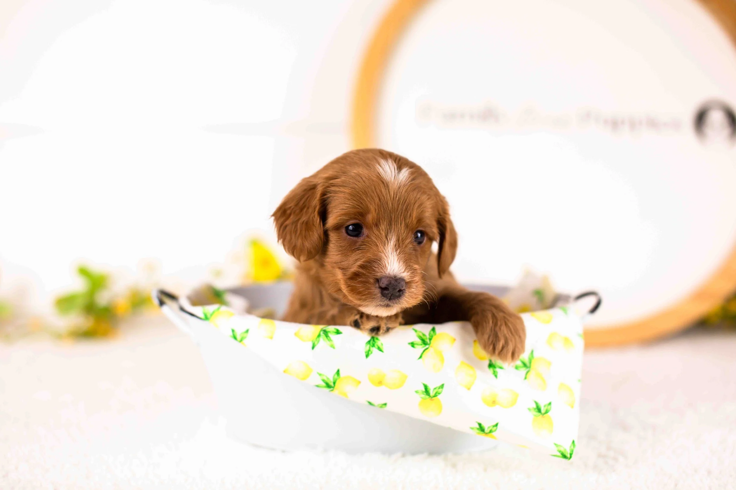 Fritter goldendoodle for sale(4).jpg