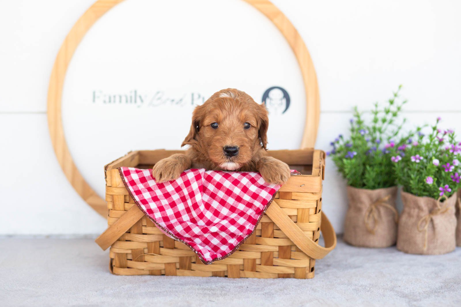 Angel goldendoodle for sale(4).jpg