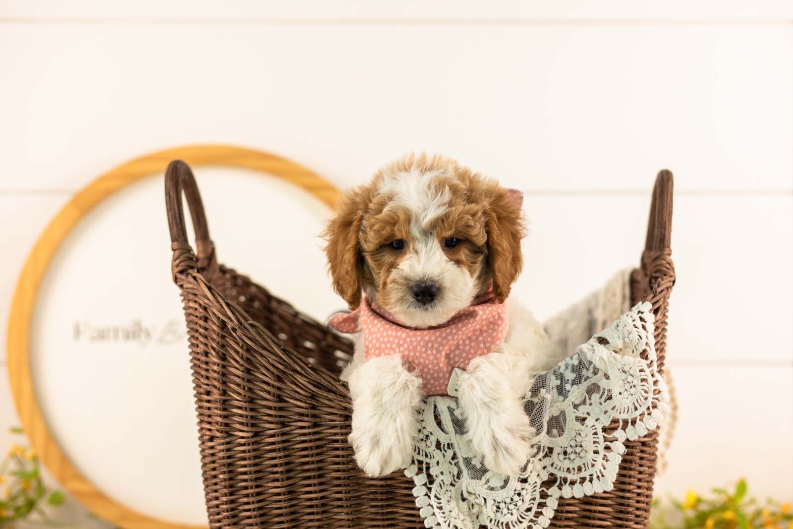 Lark goldendoodle for sale(3).jpg