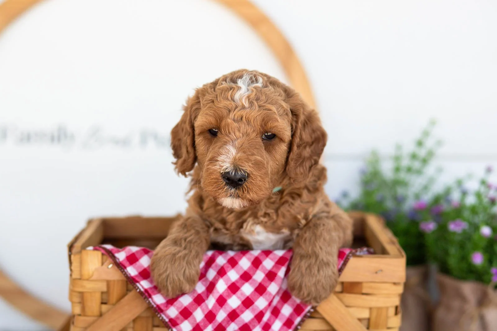 Ham goldendoodle for sale(3).jpg