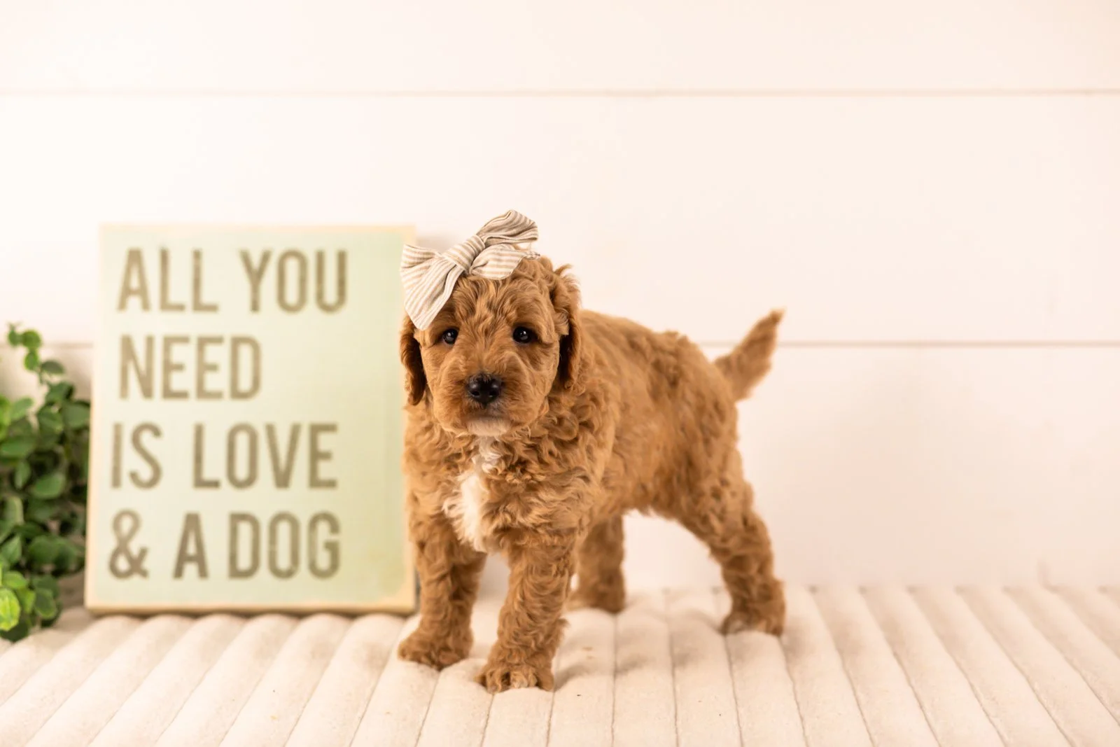 Ikia goldendoodle for sale(4).jpg