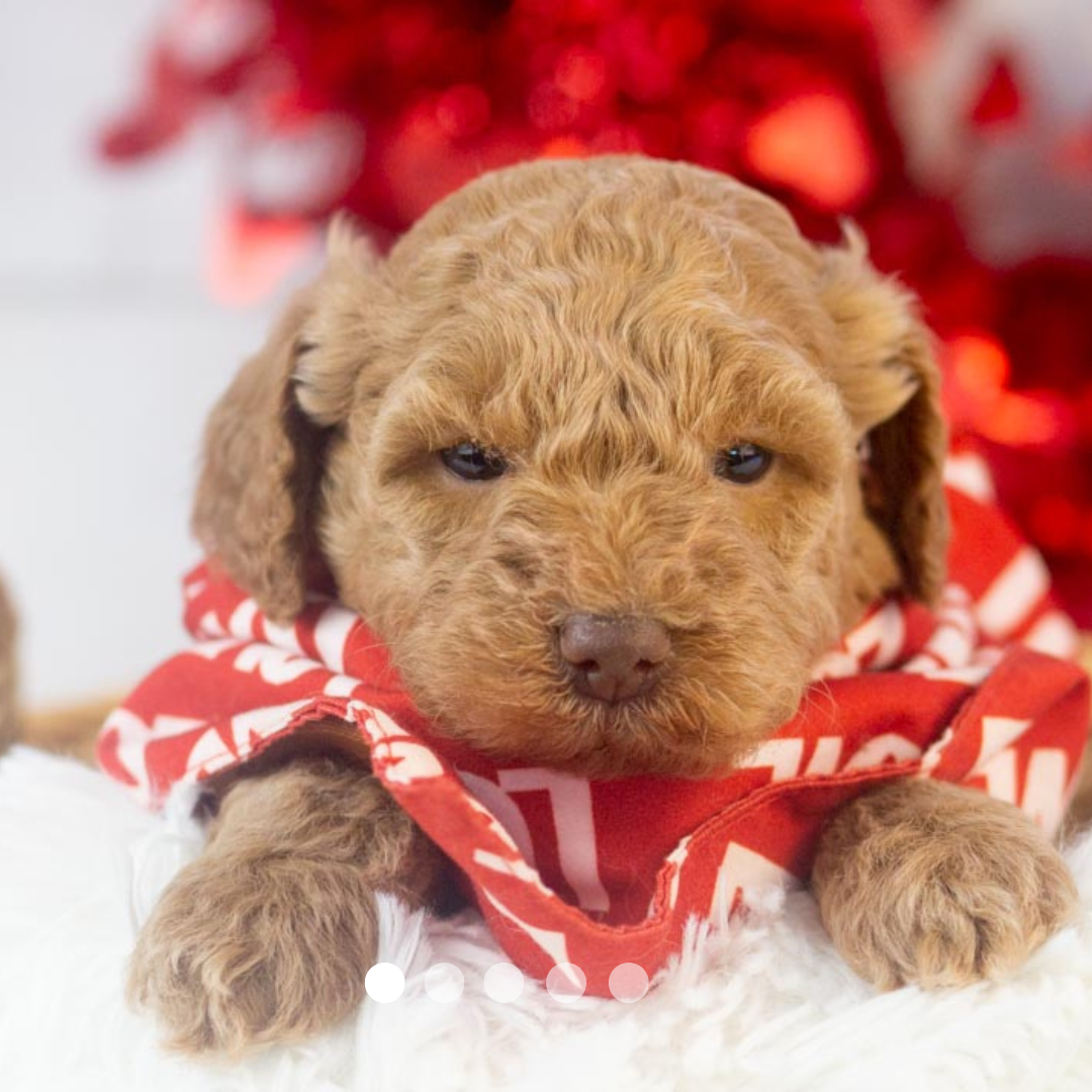 Copy of FBP Design.png