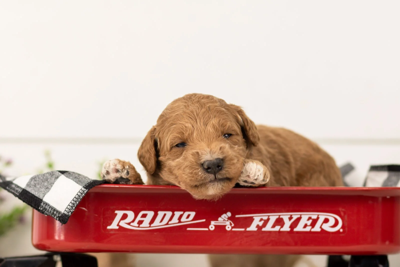 levi goldendoodle for sale(4).jpg