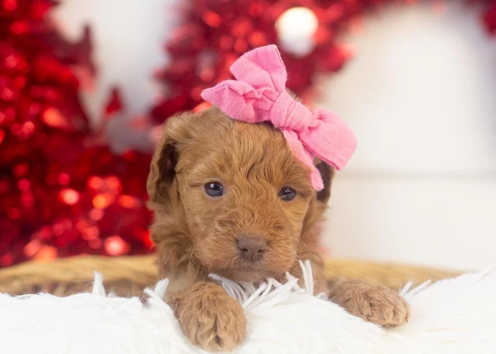 goldendoodle for sale