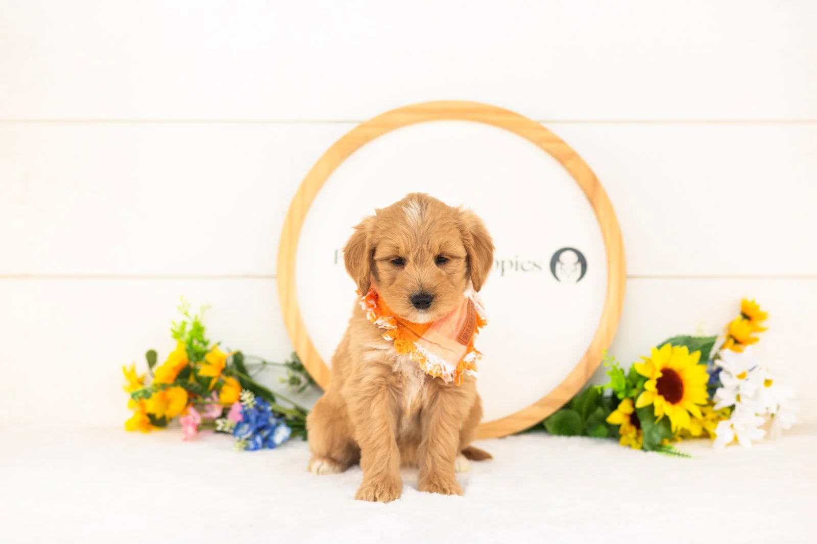 Jupiter goldendoodle for sale(1).jpg