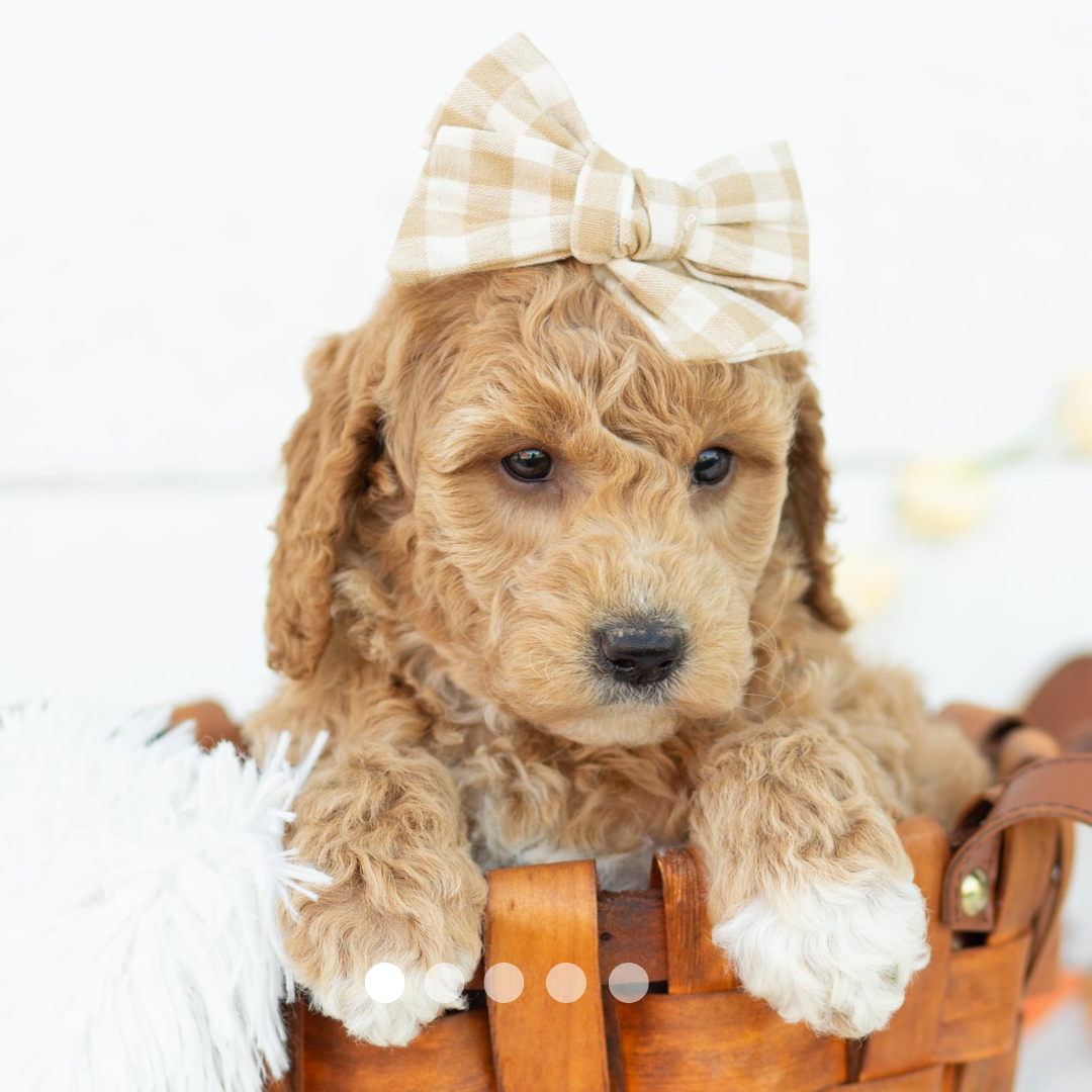 Copy of FBP Design.png