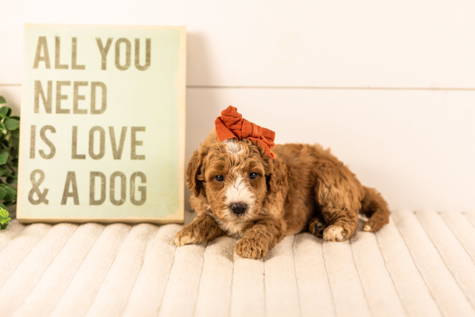 Larisa goldendoodle for sale.jpg