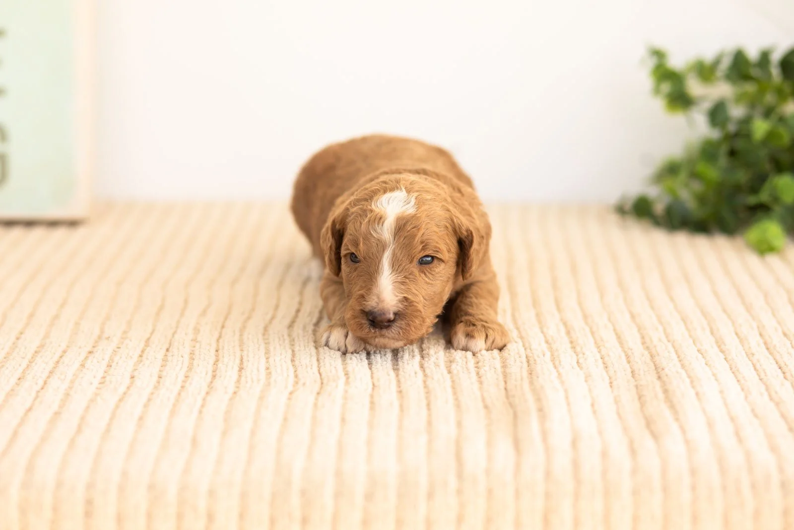 Alps goldendoodle for sale(1).jpg