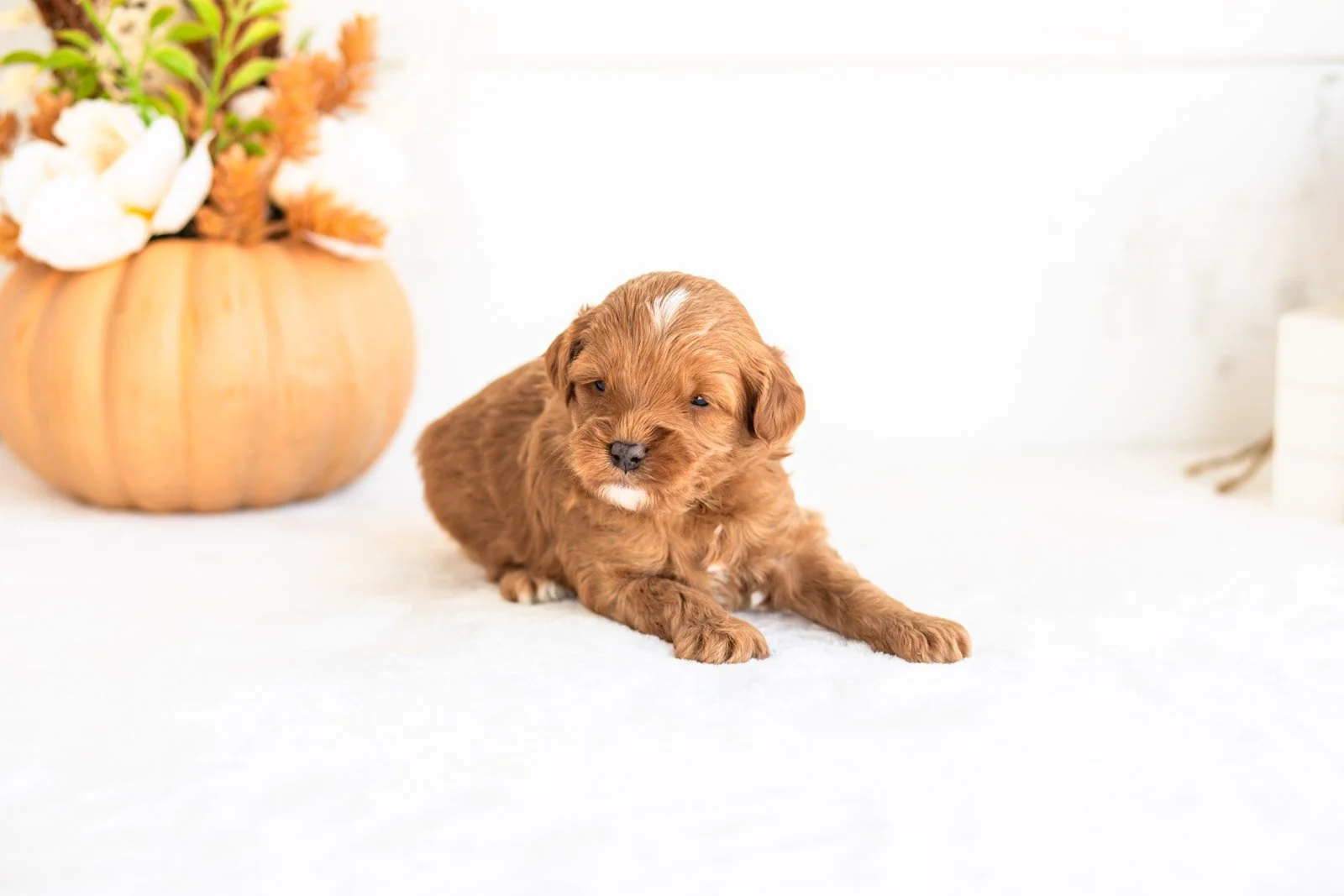Nacho goldendoodle for sale 5.jpg
