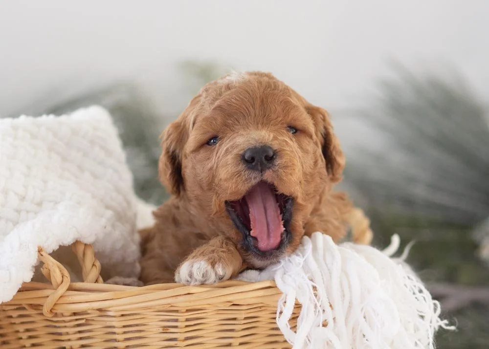 Asher goldendoodle for sale(3).jpg