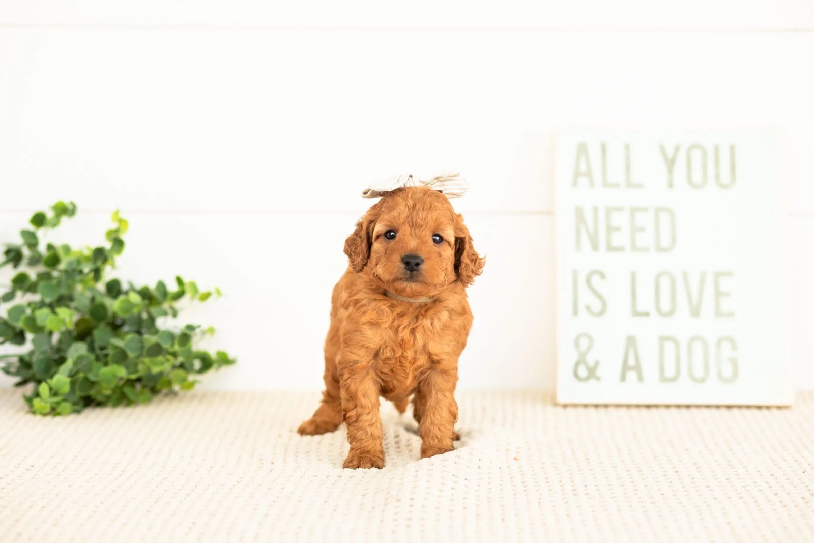 Tweed goldendoodle for sale.jpg