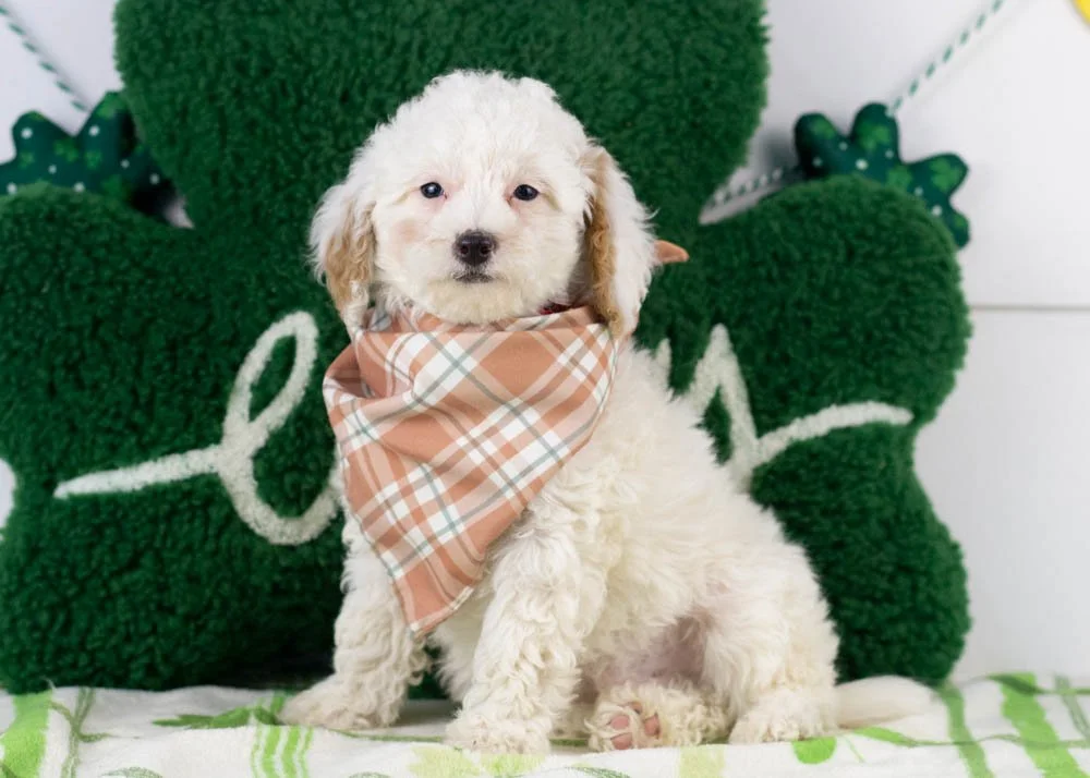Bentley goldendoodle for sale(3).jpg