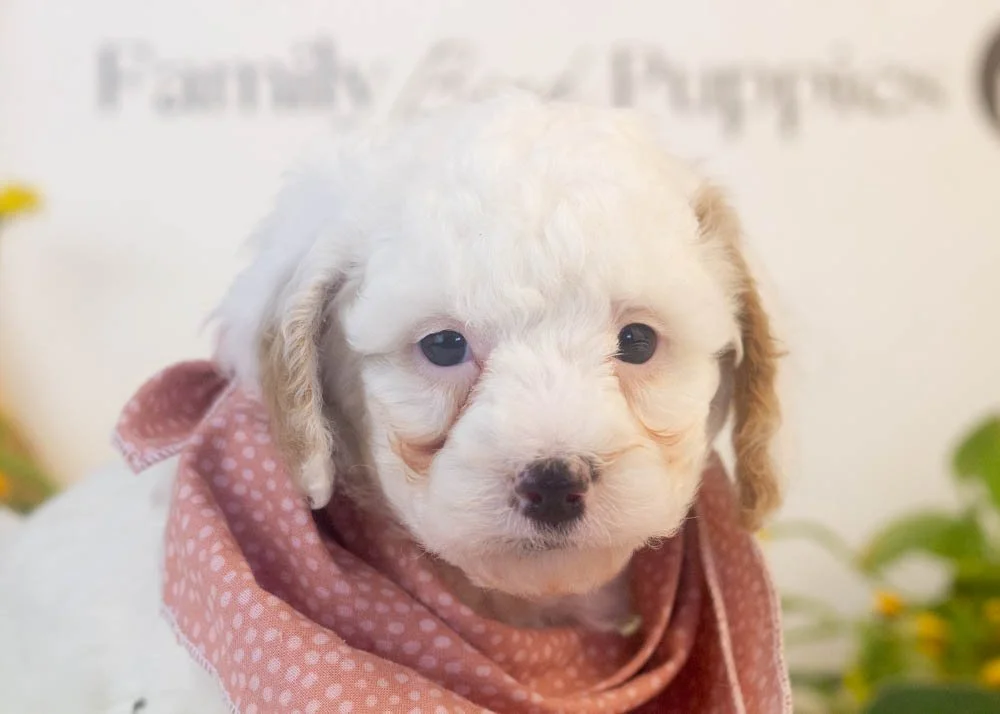 bentley goldendoodle for sale(1).jpg