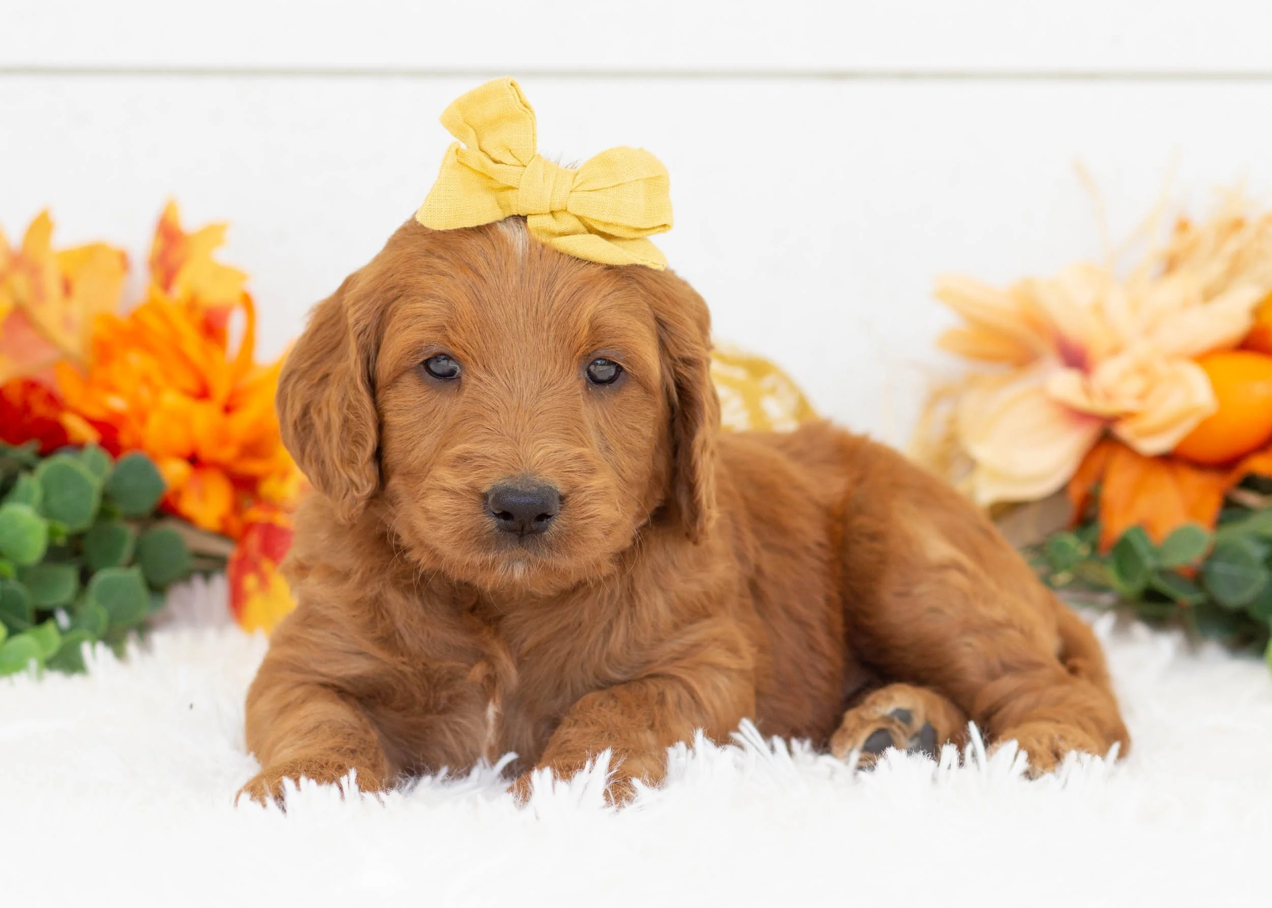 Edna goldendoodle for salejpg.jpg