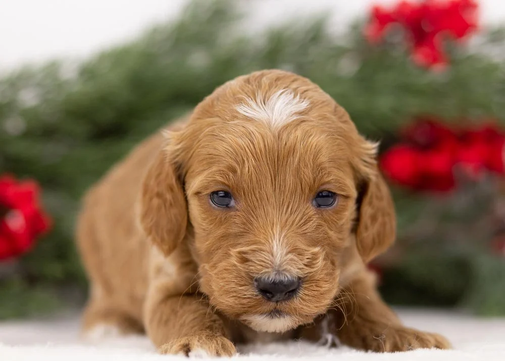 goldendoodle for sale